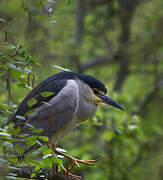 Black-crowned Night Heron