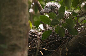 Malayan Night Heron