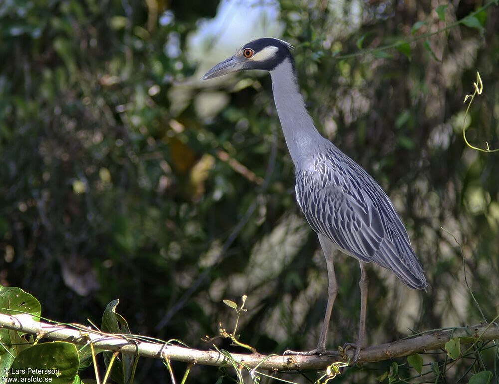 Yellow-crowned Night Heron