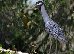 Yellow-crowned Night Heron