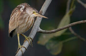 Yellow Bittern