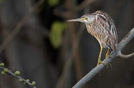 Yellow Bittern