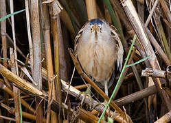 Little Bittern