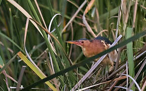 Little Bittern