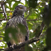 Long-tailed Honey Buzzard