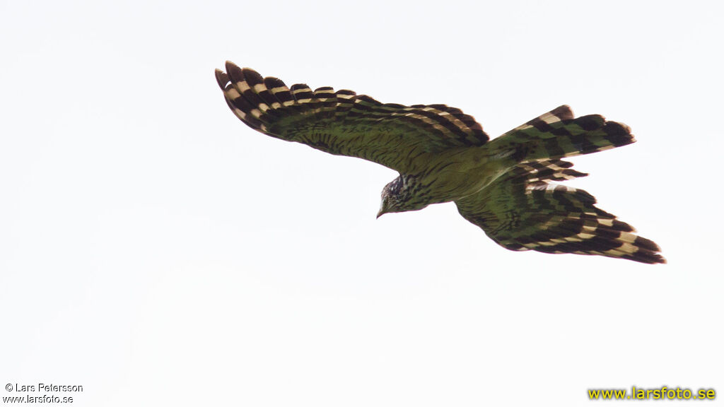 Long-tailed Honey Buzzard