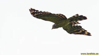 Long-tailed Honey Buzzard