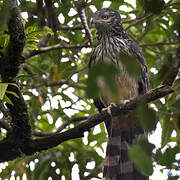 Long-tailed Honey Buzzard