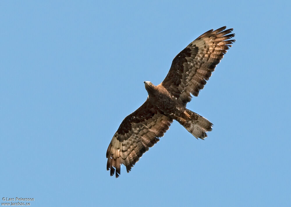 European Honey Buzzard