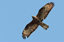 European Honey Buzzard