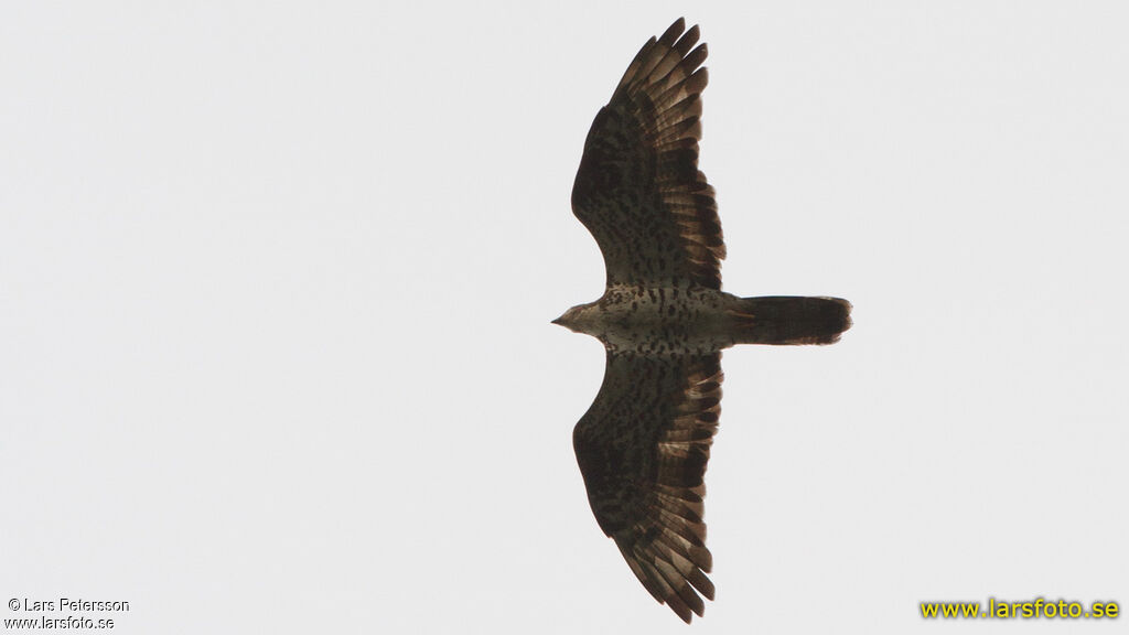 European Honey Buzzard