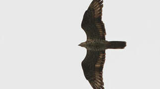 European Honey Buzzard