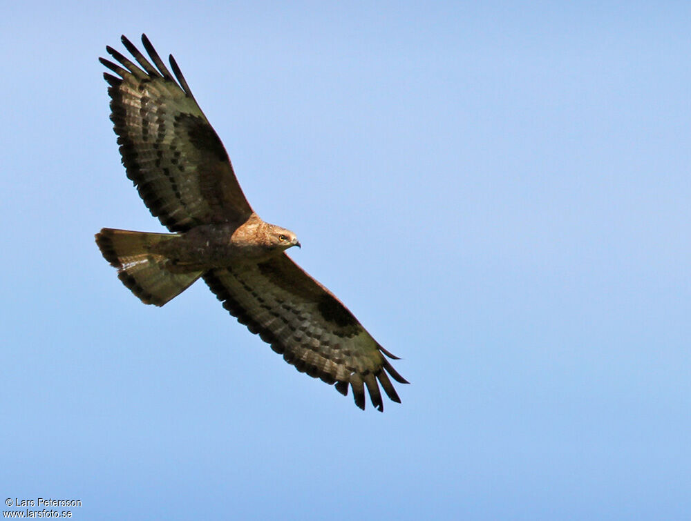 European Honey Buzzard