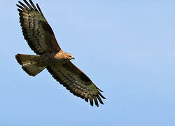 European Honey Buzzard