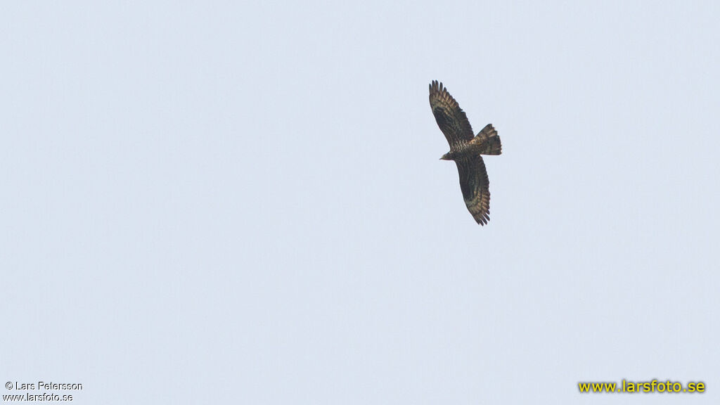 European Honey Buzzard