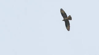 European Honey Buzzard