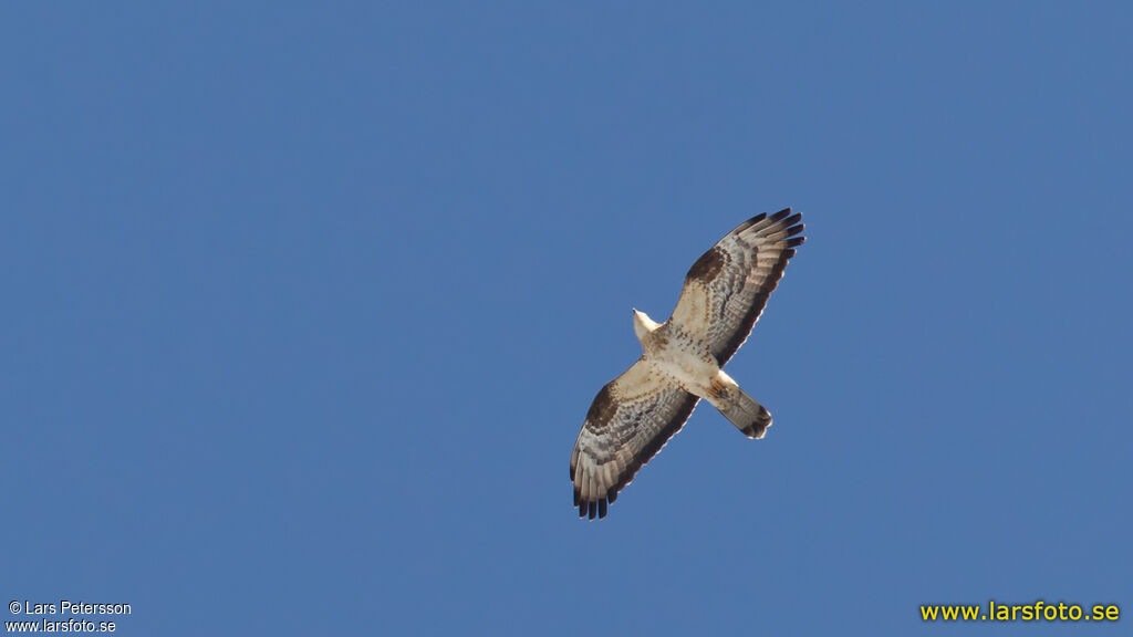 European Honey Buzzard