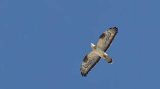 European Honey Buzzard