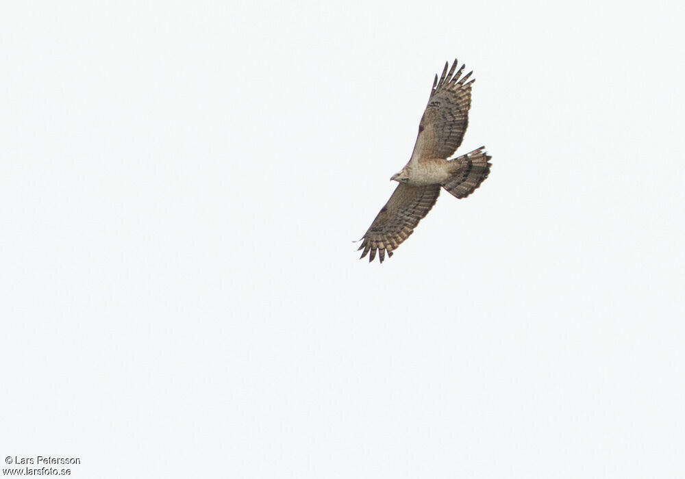 Crested Honey Buzzard