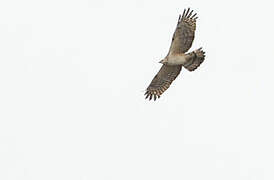 Crested Honey Buzzard