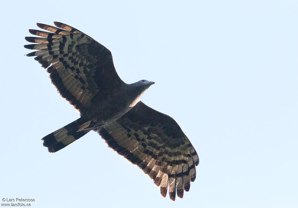 Crested Honey Buzzard