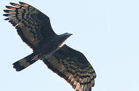 Crested Honey Buzzard