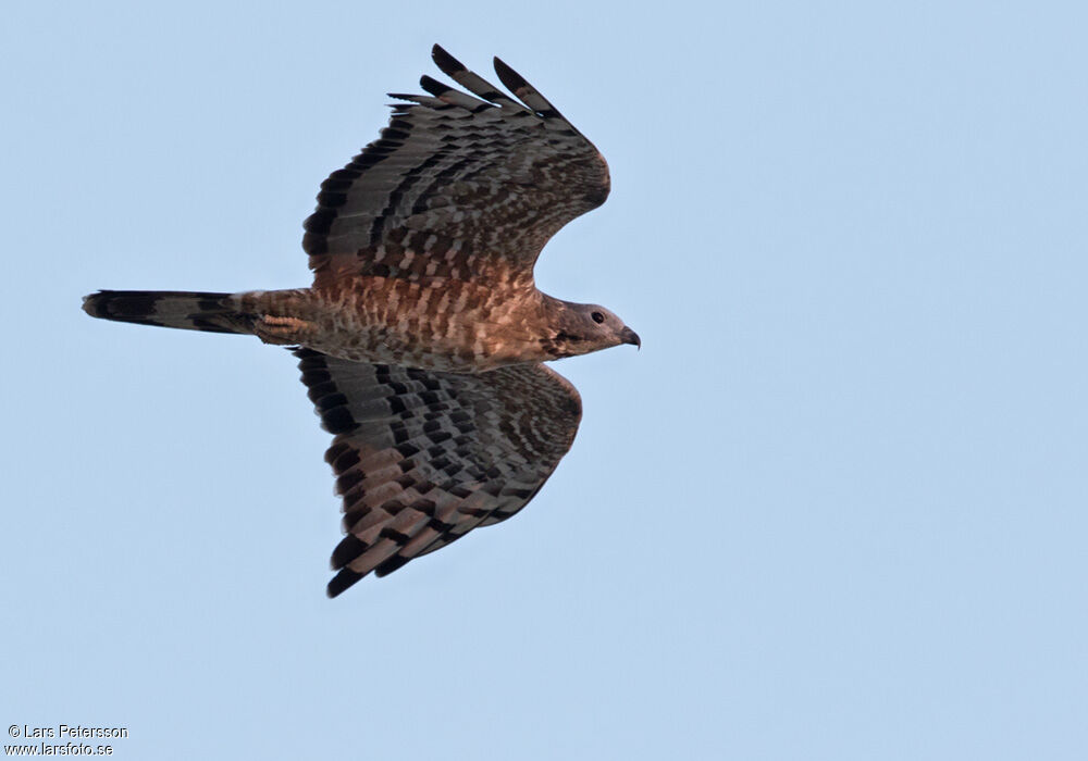 Crested Honey Buzzard