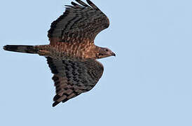 Crested Honey Buzzard