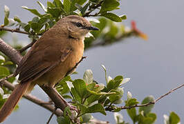 Cinnamon Bracken Warbler