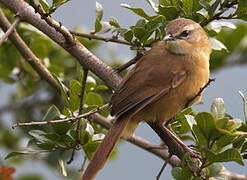 Cinnamon Bracken Warbler