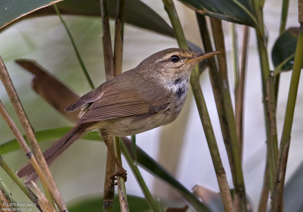 Japanese Bush Warbler