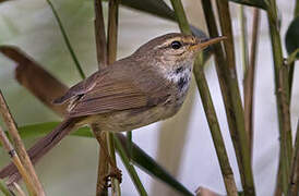 Japanese Bush Warbler