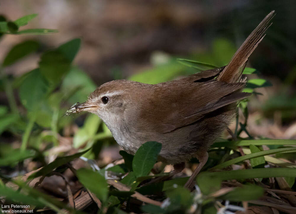 Cetti's Warbleradult, habitat, feeding habits, fishing/hunting, Reproduction-nesting