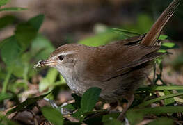 Cetti's Warbler