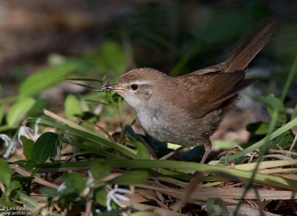 Cetti's Warbler