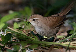 Cetti's Warbler