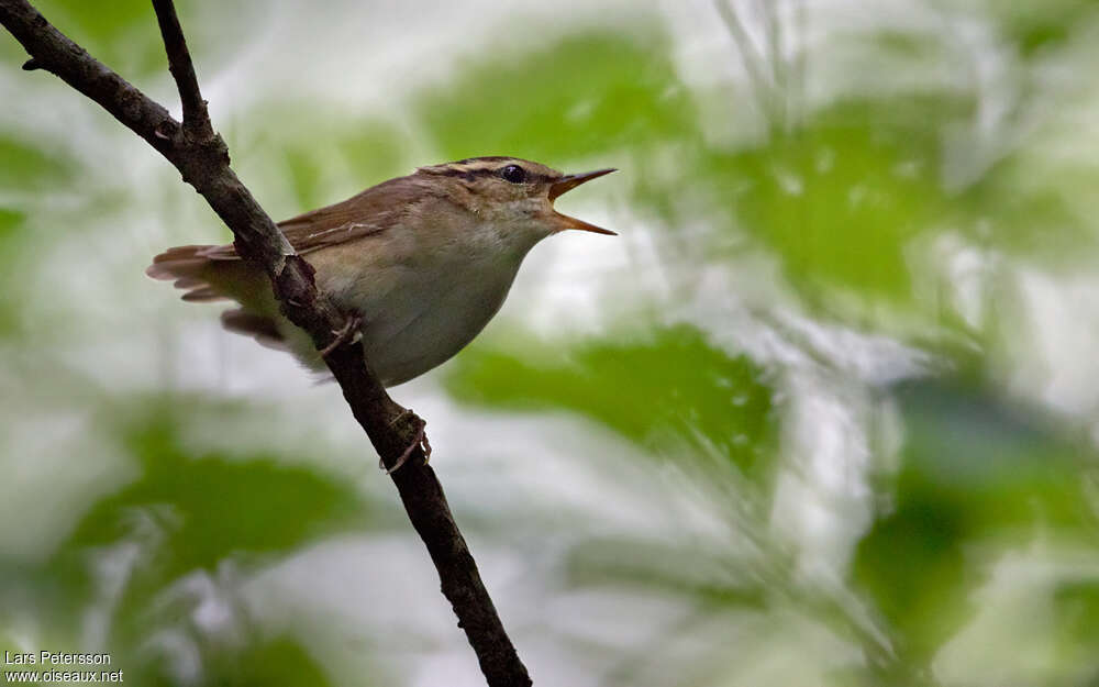 Asian Stubtailadult