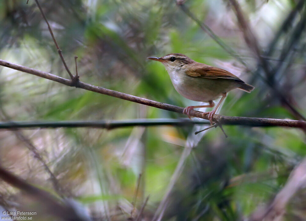 Bouscarle de Timor