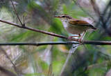 Bouscarle de Timor