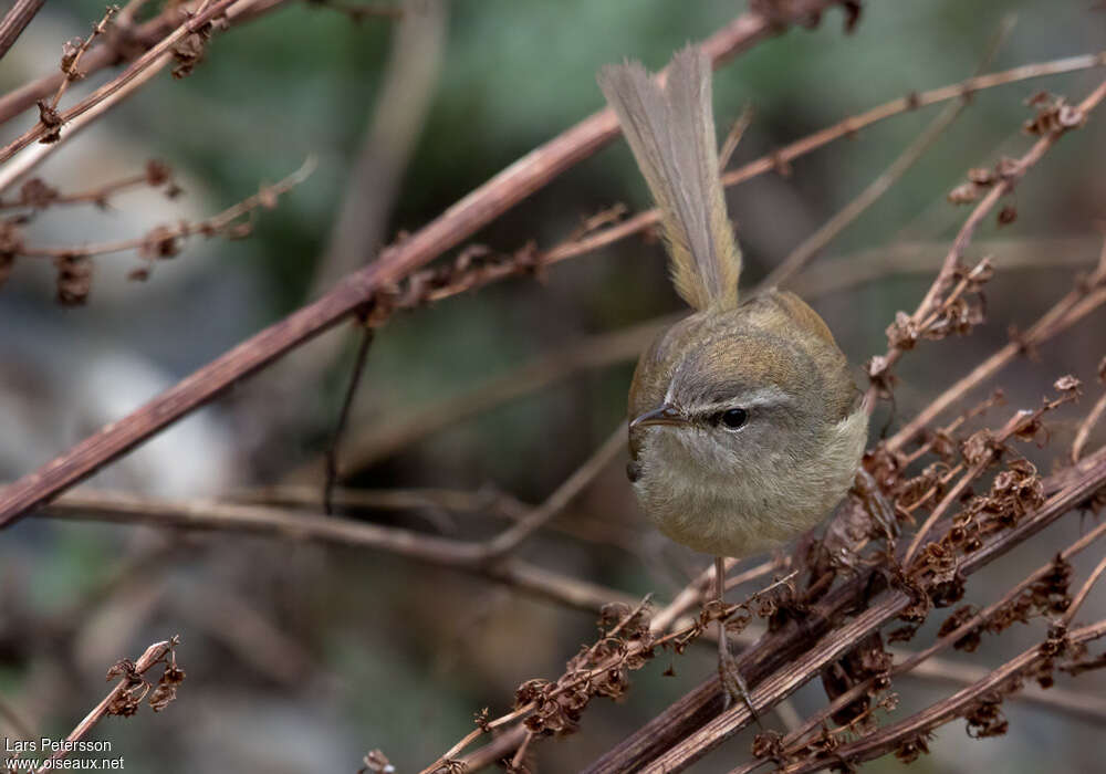 Yellow-bellied Bush Warbler, close-up portrait