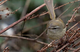 Yellow-bellied Bush Warbler