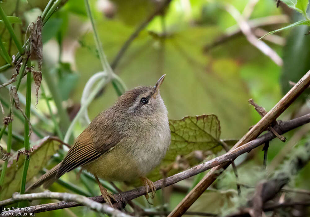 Bouscarle de Verreauxadulte, identification