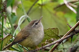 Yellow-bellied Bush Warbler