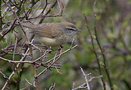 Yellow-bellied Bush Warbler