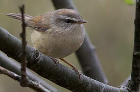 Yellow-bellied Bush Warbler