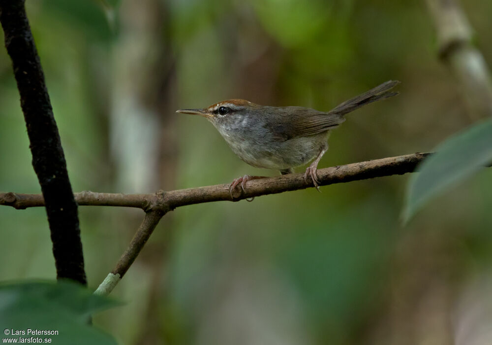 Fiji Bush Warbler