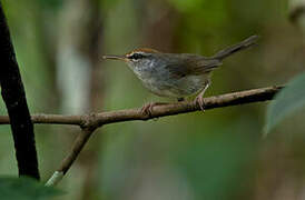 Fiji Bush Warbler