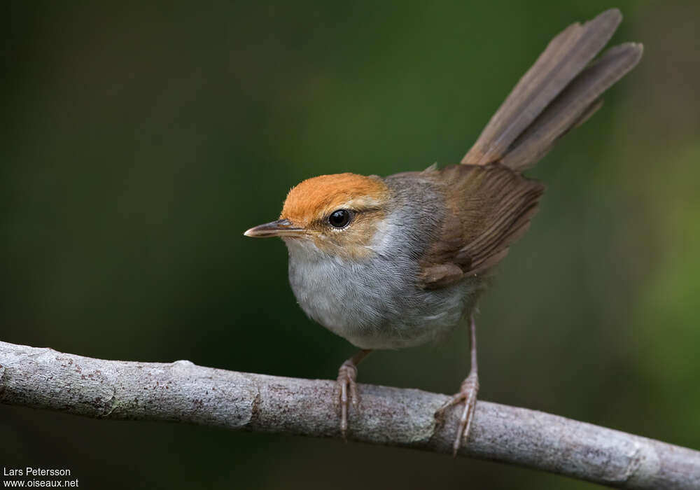 Fiji Bush Warbler