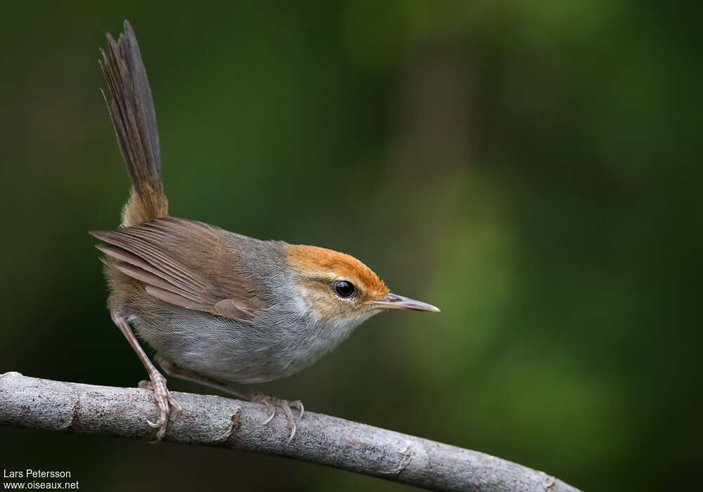 Fiji Bush Warbleradult, identification