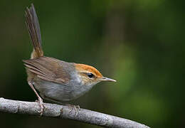 Fiji Bush Warbler